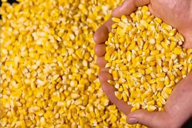 ارتفاع سعر الذرة الصفراء .. أسعار خامات الأعلاف اليوم الأربعاء