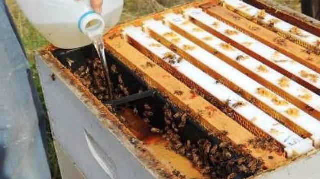 رئيس «بحوث النحل» : العسل الناتج عن التغذية بالسكر ليس طبيعيا