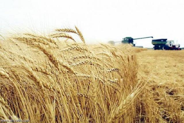 السعودية تقدم دعم مالي لتشجيع المزارعين على زراعة القمح