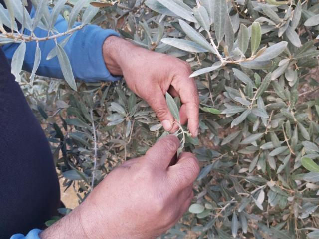 م. حمدي القاضي يفحص الأزهار الحديثة لأشجار الزيتون