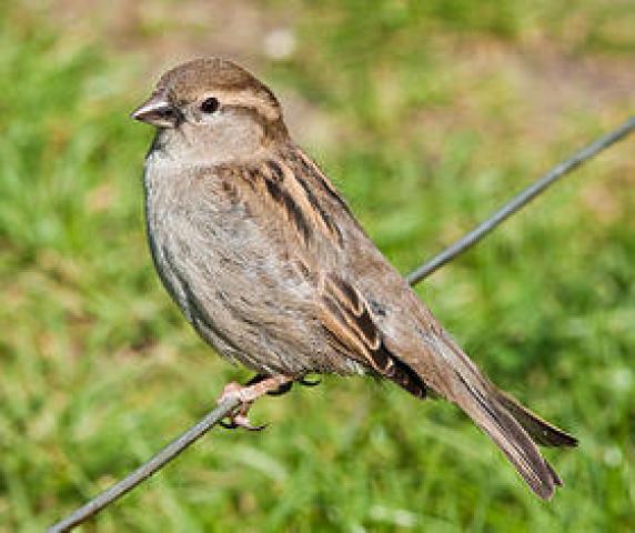 دراسة دنماركية تكشف مخاطر انقراض الطيور على 40% من النباتات