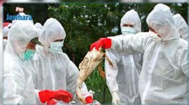فرنسا تذبح 3 ملايين طائر بسبب انفلونزا الطيور