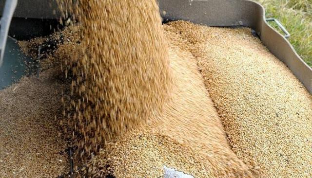 مصر تطرح مناقصة عالمية لشراء القمح الاسبوع المقبل