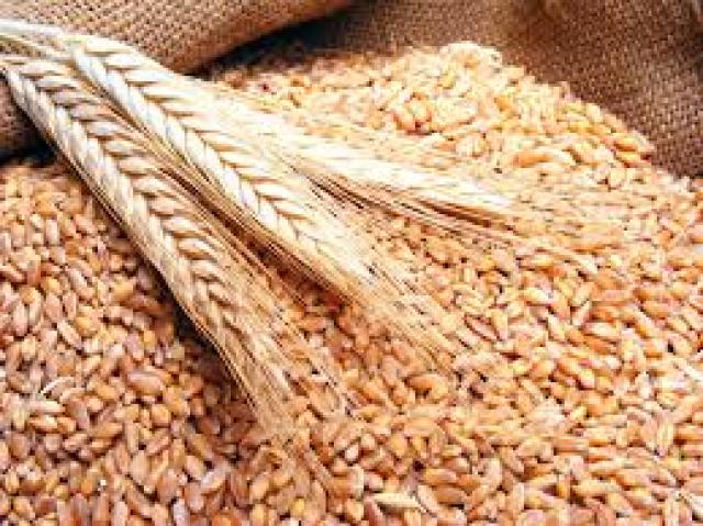 رويترز: مصر لا تخشى اضطرابات سوق القمح العالمي