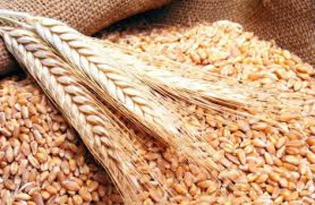 17 شركة عالمية تتقدم لمناقصة مصرية لشراء القمح