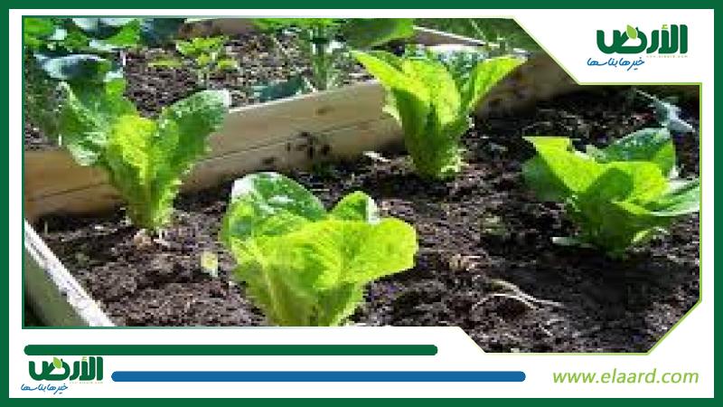 أسهل الخطوات لزراعة الخس بالمنزل | إرشادات وخدمات | الأرض