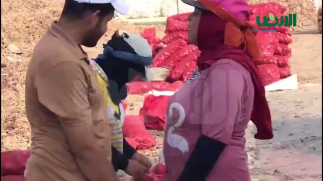 البيع بالعمولة يهدر أموال البصل المصري في السعودية