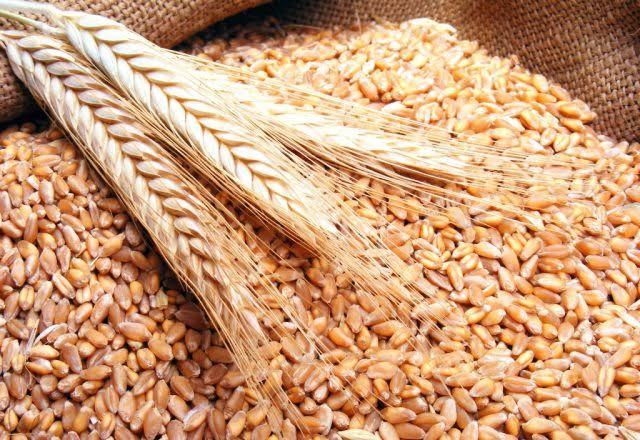 مصر تطرح مناقصة دولية جديدة لشراء القمح بعد اندلاع الحرب الروسية الأوكرانية