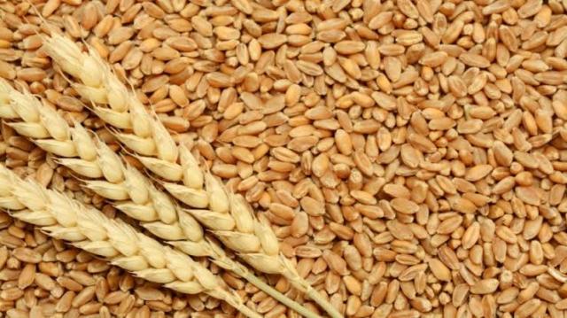 مسئول حكومى: أخبار سارة لمزارعى القمح قريبا