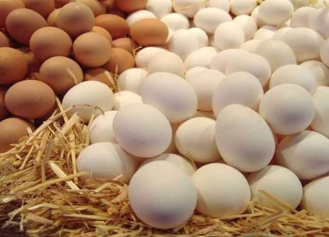 البيض الأحمر  يسجل 56.5 جنيهاً.. أسعار بورصة البيض بالمحافظات اليوم الأربعاء
