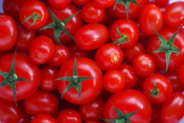 المركزي لمتبقيات المبيدات يشارك في ندوة لإنتاج طماطم التصنيع بالإسكندرية