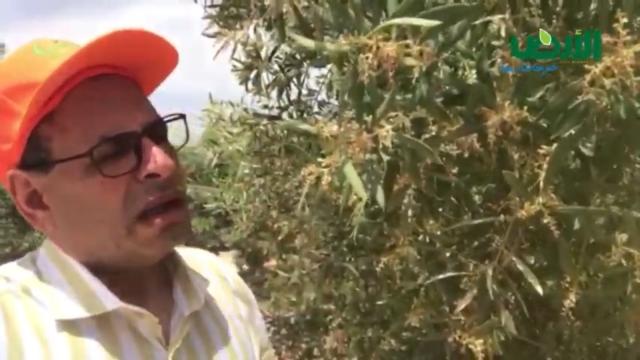 محمود البرغوثي في رحلة رصدية لحصر مشاكل أزهار الزيتون