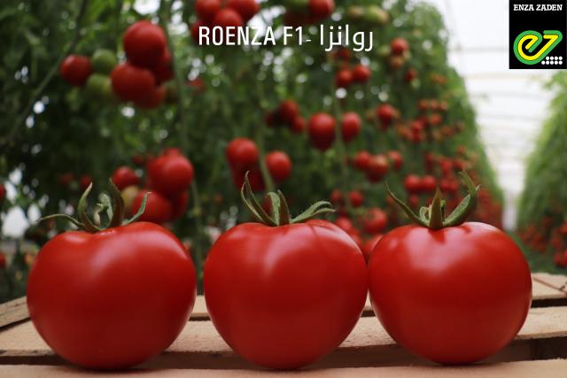 ”الكلثوم الزراعية”: 20 صنف طماطم تواجه التغيرات المناخية في مصر .. فيديو