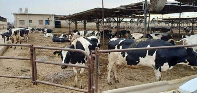 الزراعة تشكل لجنه لإحلال الماشية المصرية بأخرى عالية الانتاجية
