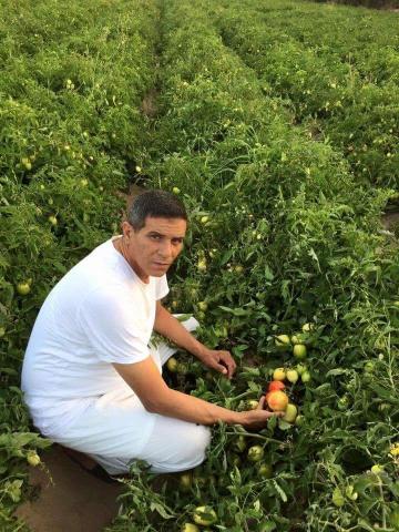 صورة لمزارع يستعرض إنتاجه من الطماطم الخالية من المبيدات