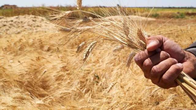 الأوكراني يسجل 8,400 8,300 جنيه للطن ... أسعار القمح السبت 4-6-2022