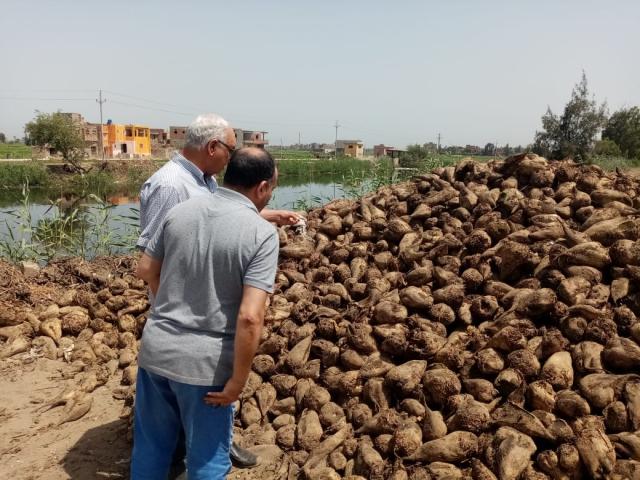 الزراعة تتابع توريد محصول البنجر للمصانع السكر في محافظة كفر الشيخ