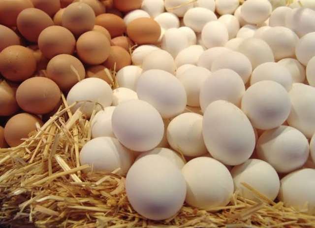 استقرار أسعار البيض بالبورصة اليوم الخميس