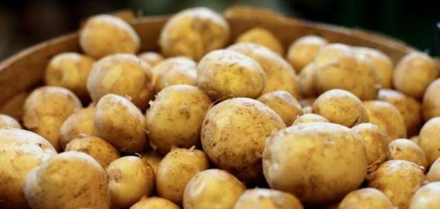 كيفية انتقاء وتخزين تقاوى البطاطس من العروة الصيفية