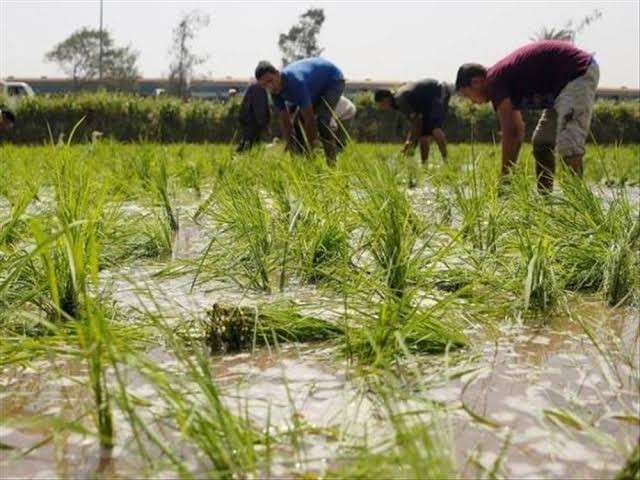 لمزارعي الأرز: إرتفاع درجات الحرارة قد يتسبب في إصابة المحصول باللفحة