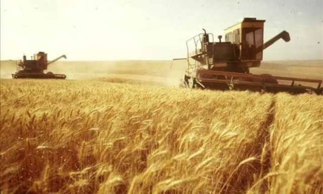 أسعار القمح الأربعاء 13-7-2022.. و الأوكراني بروتين 12.5% يسجل 8150 جنية للطن