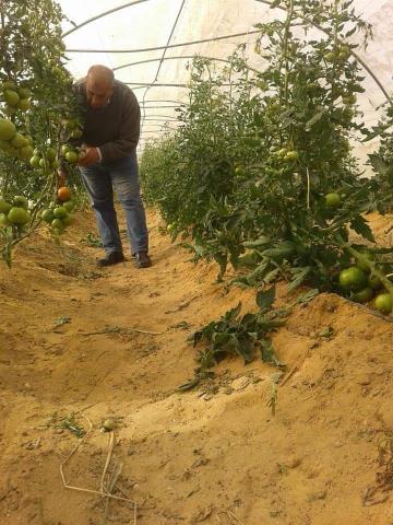 م جمعة يكتب عن تاريخ زراعة الطماطم