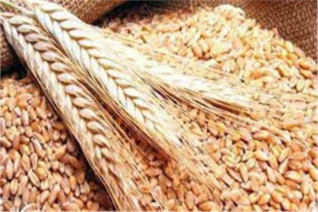 أسعار القمح الإثنين 25-7-2022.. الروسي بروتين 12.5% يسجل 8000 جنيه للطن