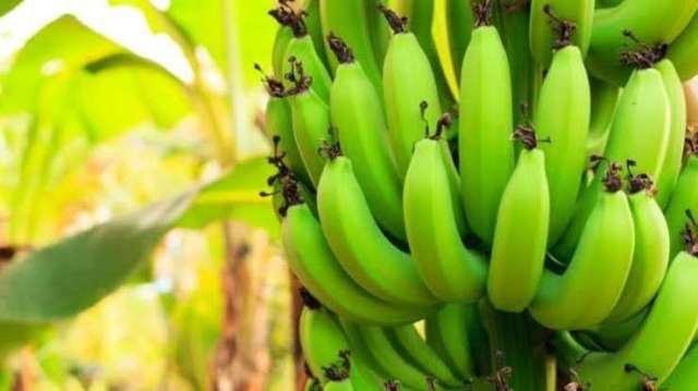 باحثون: الموز الأخضر سر جديد في الحرب على السرطان