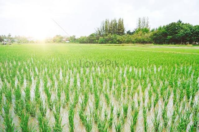 أسباب وعلاج الحبوب الفارغة فى سنابل الأرز عند الحصاد