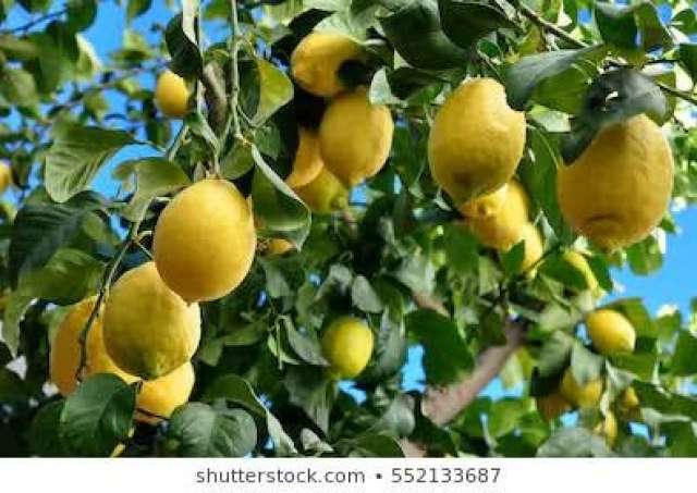 تعرف على أسباب تساقط ثمار الليمون وطرق الوقاية؟