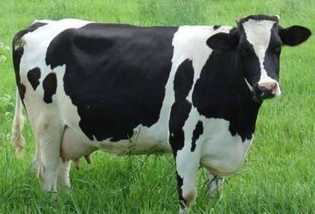 س و ج.. ماهو مرض «يونز» وما هو تأثيره على الأبقار؟