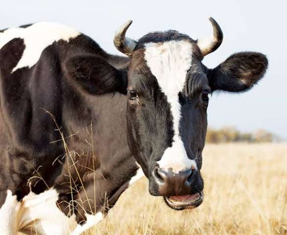 التهاب الأنف والرغامي المعدي في الأبقار.. الأعراض والأسباب وطرق الوقاية