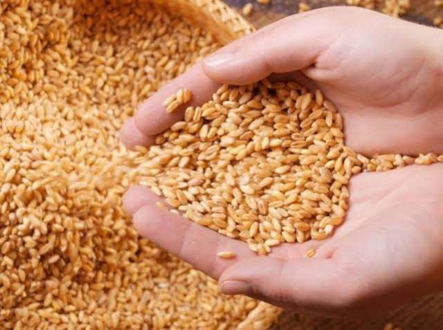 أسعار القمح اليوم الخميس 18-8-2022.. الأوكراني بروتين 11.5% يسجل 8000 جنيه للطن.