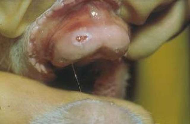 تعرف على أسباب التهاب الفم الحويصلي في الحيوانات.. وطرق علاجه