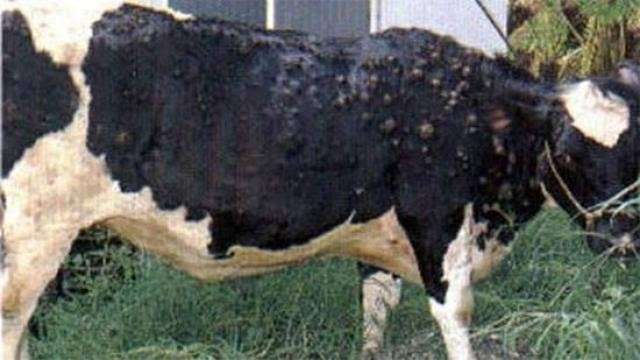 تعرض على أسباب إصابة الأبقار بمرض الجلد العقدى وطرق علاجه