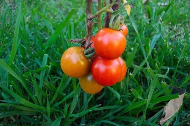 أسباب عدم التلوين الجيد لثمار الطماطم وصغر حجم الثمار