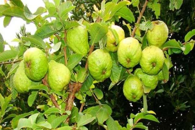 تعرف على أخطر الآفات التي تصيب ثمار الجوافة وطرق مكافحتها