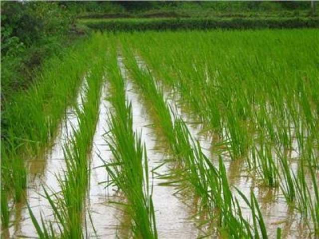 زايد يوضح أهم المعاملات التي يجب على مزارعي الأرز اتباعها خلال سبتمبر