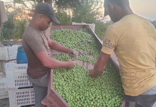 «وادي فود» تنقذ سوق الزيتون المصري بتعظيم قيمة إنتاج 2022