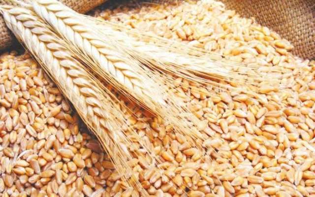 أسعار القمح اليوم الأربعاء 14-9-2022.. الأوكراني يسجل 8250 جنيه للطن