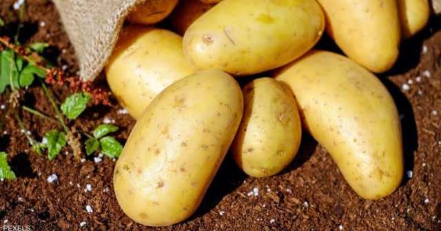 فهيم يوضح افضل وقت لزراعة البطاطس بالوجه القبلي و أهم التوصيات قبل عملية الزراعة