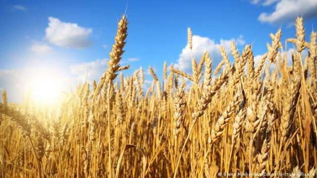 رغم حرب أوكرانيا .. مجلس الحبوب الدولي يرفع  تقديراته لإنتاج محصول القمح عالمياً