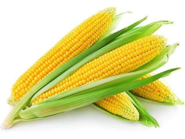 انخفاض 100 جنيه لأسعار الذرة الصفراء بالأسواق اليوم الأربعاء 28– 9– 2022