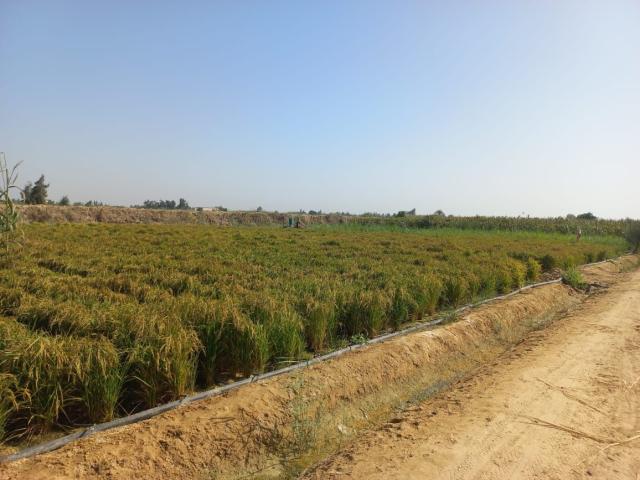 نجاح زراعة الأرز في الصحراء بالتنقيط