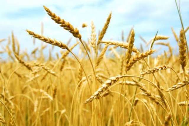 اهم الإرشادات لزراعة القمح في المناطق الصحراوية