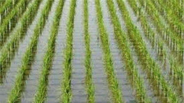 الزراعة: إنتاجية الأرز وصلت لـ 5 طن من الأصناف الحديثة