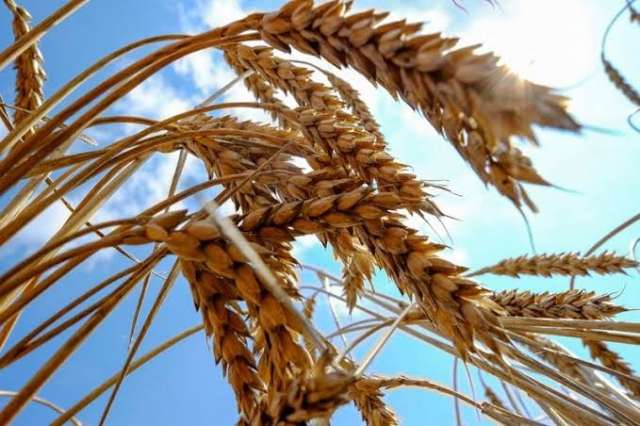 وزارة الاقتصاد الأوكرانية: صادرات الحبوب تقفز 23% مقارنة بشهر أغسطس من نفس العام