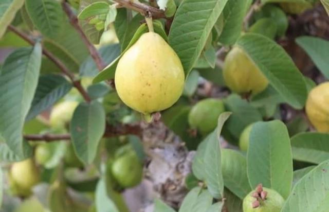 صورة لثمار الجوافة خالية من الأمراض وإصابة الآفات 
