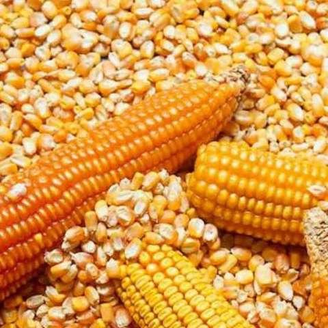 زيادة مفاجأة لأسعار الذرة الصفراء بالأسواق اليوم الخميس