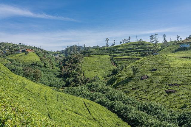 للمرة الاولي.. انخفاض إنتاج الشاي في سريلانكا بنسبة 7.8% إلى 20.9 مليون كيلوجرام